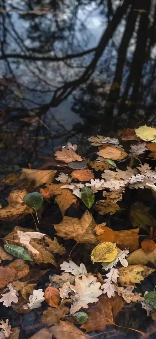 手机壁纸 锁屏壁纸 卡通壁纸 聊天背景 春日壁纸 可爱壁纸 全面屏
