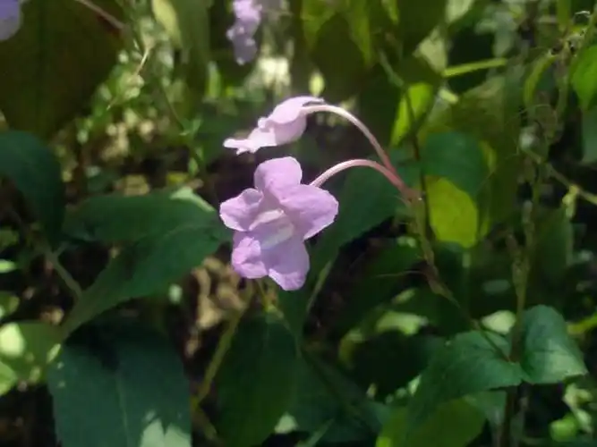 白接骨    (《浙江民间草药》)    【异名】玉龙盘,无骨乞麻,玉梗