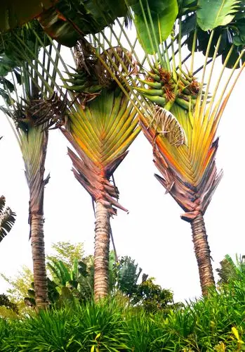蒙蒙细雨下的旅人蕉