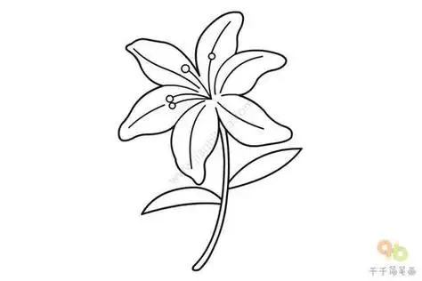 百合花简笔画带颜色百合花简笔画带颜色带瓶