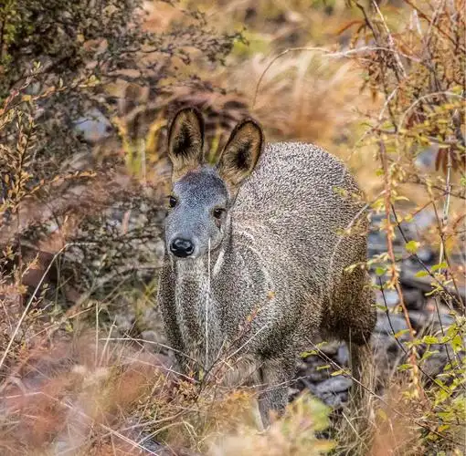 【原创摄影】动物世界