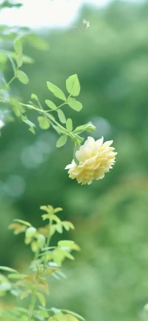 9891是盛夏繁盛的深绿91也是季节交替间独有的绿色99#治愈系