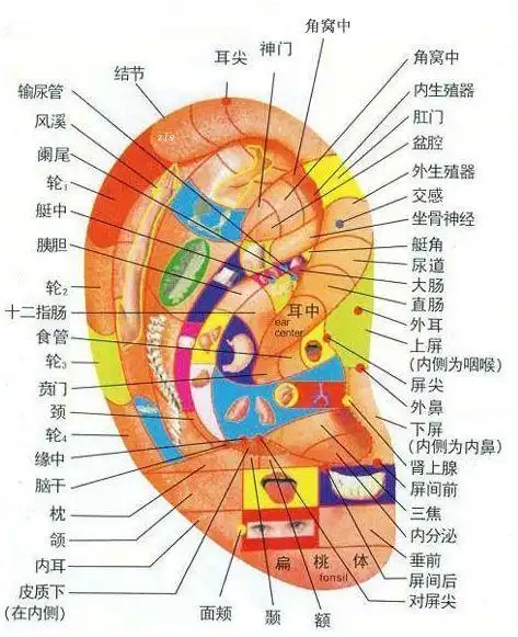 因此,当刺激某个耳穴时,就可以诊断和治疗体内相应部位的疾病,很多