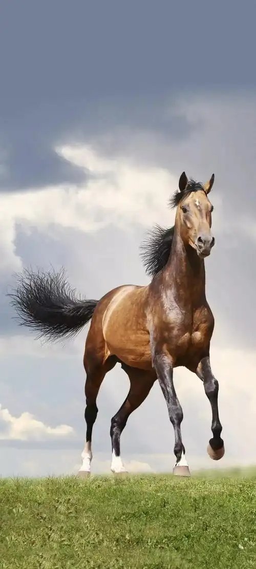有马的壁纸图