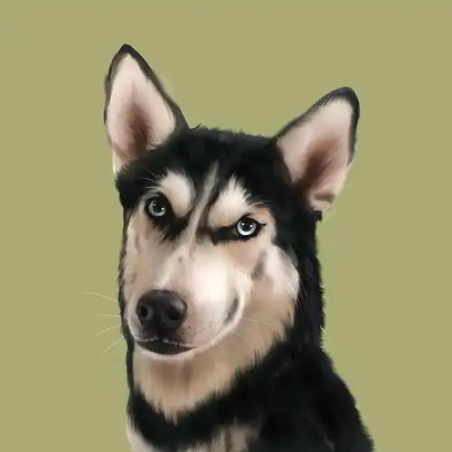 宠物手绘 宠物插画 二哈 哈士奇