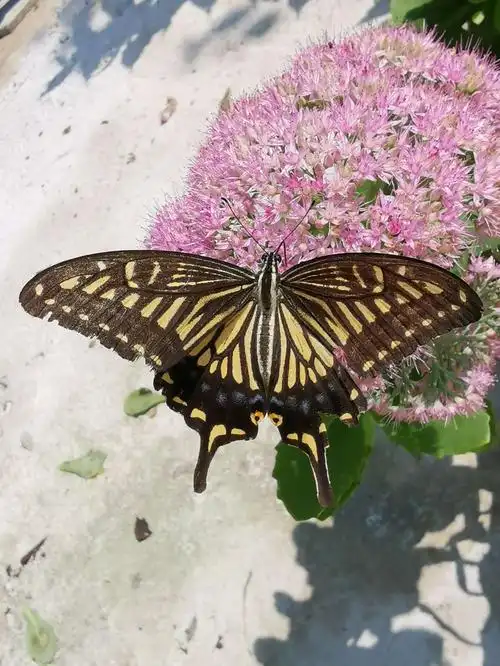 美丽蝴蝶——柑橘凤蝶
