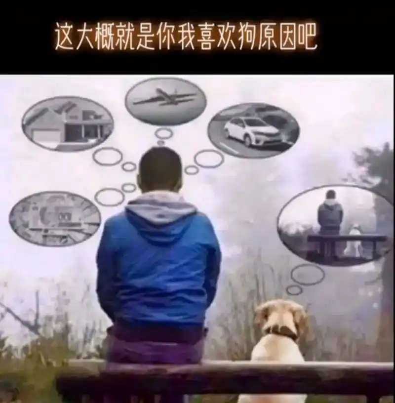 这大概就是你我喜欢狗原因吧