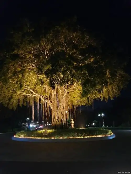 夏天的夜晚榕树下