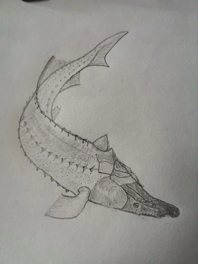 铅笔画动物.鲟鱼练习画#图文伙伴计划  - 抖音