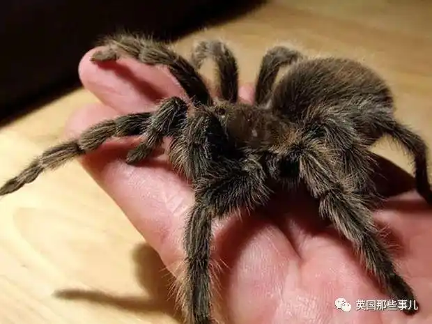 "为了让丈母娘少来家里,我养了一只她最怕的大蜘蛛"