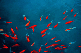 动态花鸟鱼图片大全_百度图片搜索