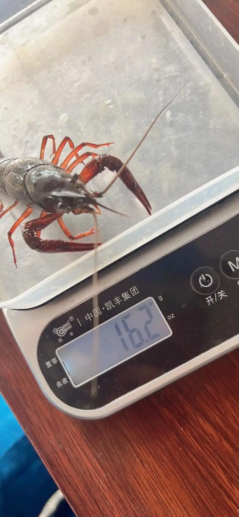 小龙虾4.26日批发价,20斤起批价格: 硬规格小青3钱9