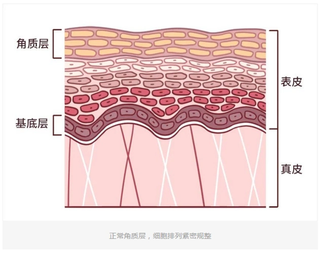 角质层守在最外层,它的职责是防止水分流失,不让水分随意通过