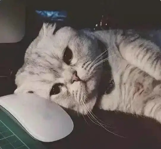 睡醒了,无聊发呆中