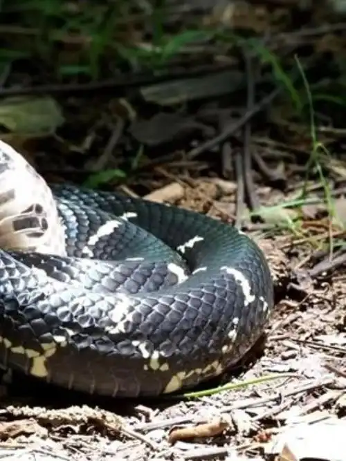 壁纸 动物 鸟 鸟类 雀 960_1280 竖版 竖屏 手机