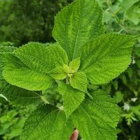 白麻叶野生苎麻叶 白苎麻叶野苎麻 野麻 家麻白麻叶现摘现发500克