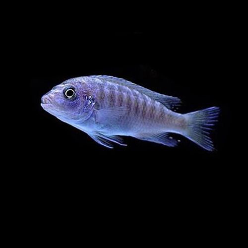 非洲王子蓝阿里宠物鱼三湖慈鲷坦鲷马鲷鱼热带鱼观赏鱼鲷科鱼活体淡水