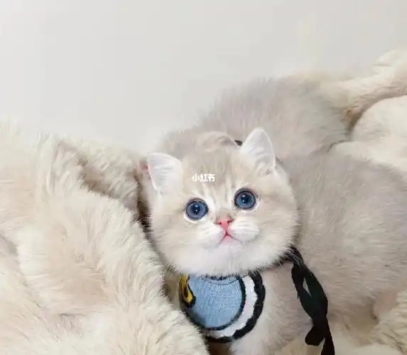 纯种英短蓝金渐层幼猫,急出!2288啦