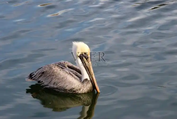 在水里游泳的棕色鹈鹕照片摄影图片