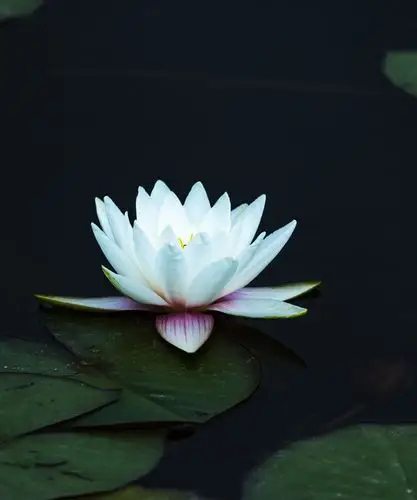 荷花,又称"花中仙子","花中君子",清纯高洁,在中国传统文化中代表吉祥