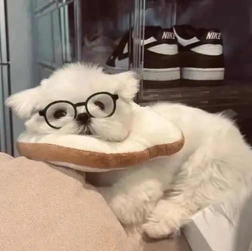 可心爱爱萌萌哒小动物萌宠头像