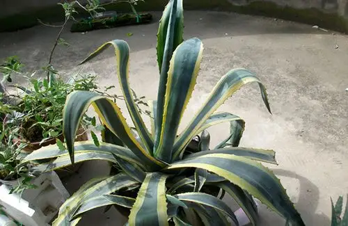 金边龙蛇兰图片