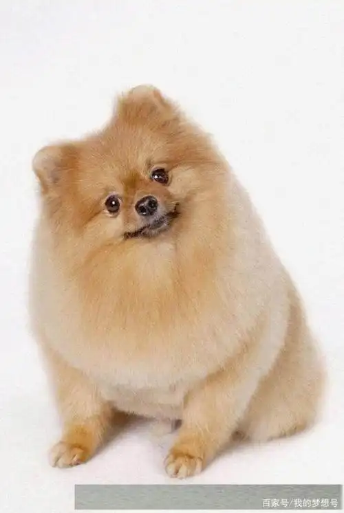 可爱萌萌的动物集合啦,你觉得谁最萌呢?