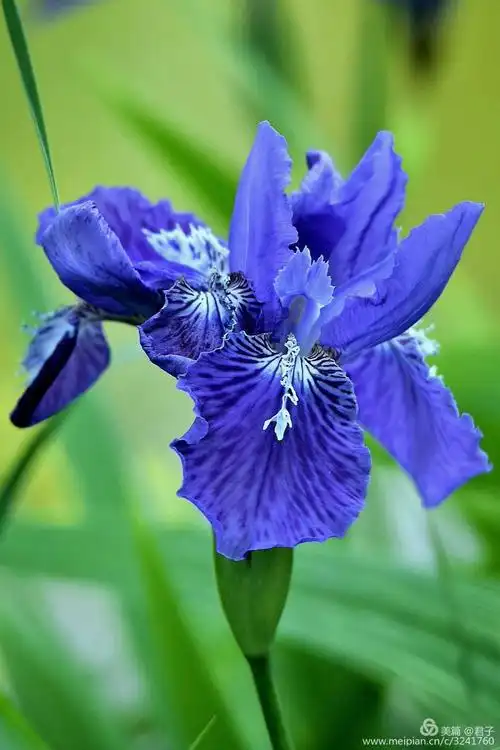 农科院怒放湛蓝色的一一鸢尾花,君子的美篇.
