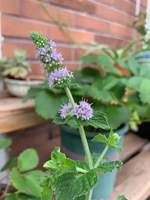 薄荷开花一年一度