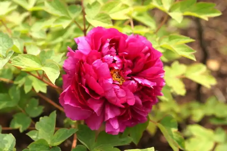 迷人的七彩牡丹