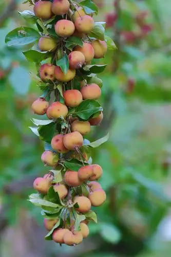 又是一年海棠结果时