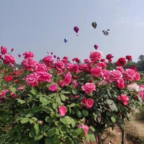 玫瑰花海香无边,游人如织看不厌