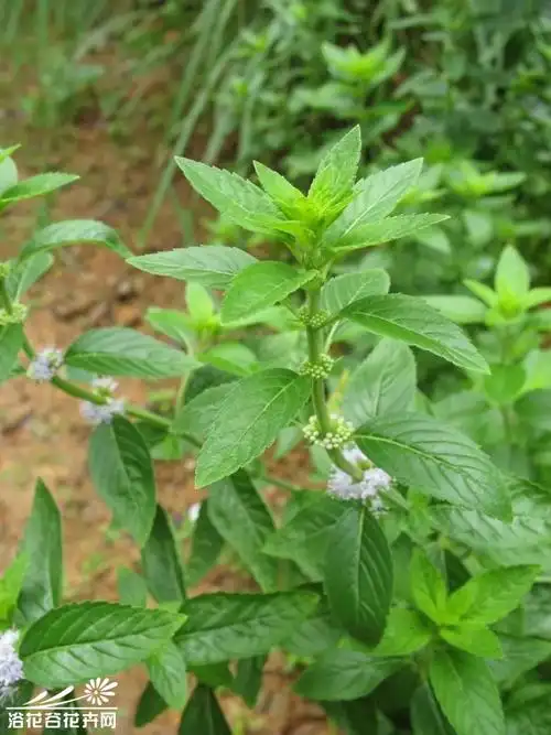 胡椒薄荷图片