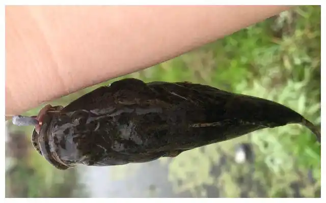 也不知道这位来自江苏的钓鱼人有没有感到后悔,毕竟野生的沙塘鳢可不