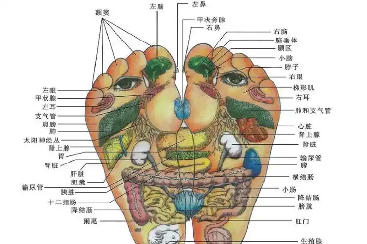 「三级甲等」 骨科概述脚底主要是由脚掌构成,脚掌中间的部分叫做脚心