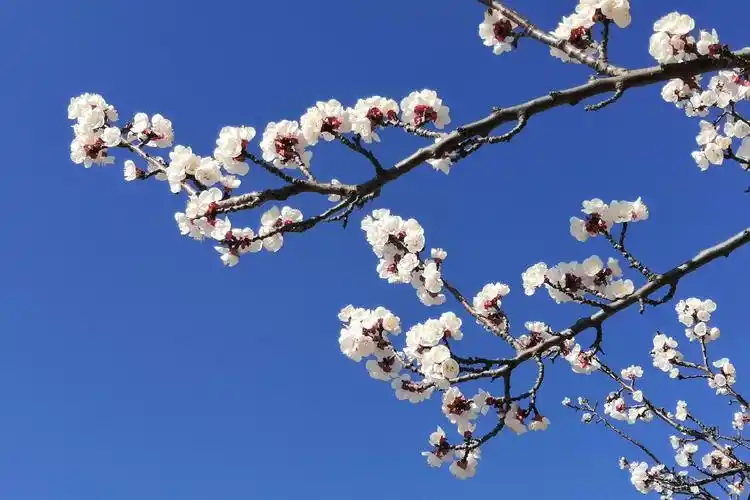 岱下二月杏花娇