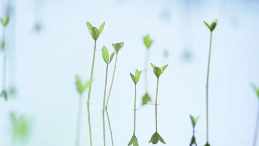 护眼阳光小清新壁纸