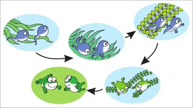 《小蝌蚪找妈妈》教案 课后反思
