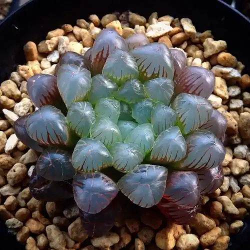 潘氏 紫姬玉露 帝玉露 水晶玉露多肉植物 奇趣多肉盆栽含盆包邮