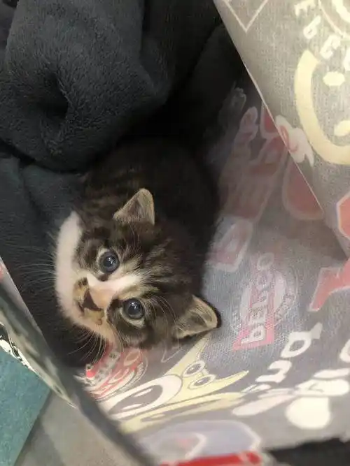 【领养】 英短串串小公猫无偿领养