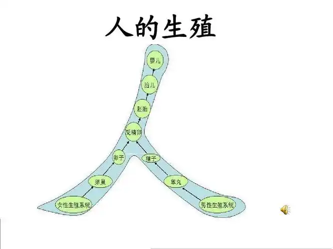 生物:《人的生殖》人教版新教材七年级下)ppt