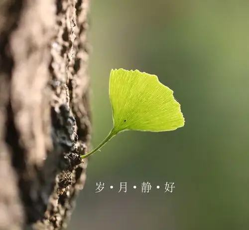 哪位大神帮我把这几个字改成岁月静好,谢谢