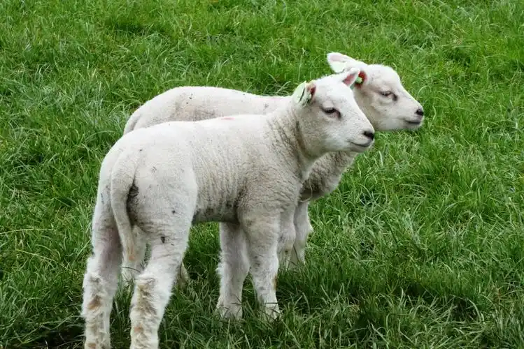 两只白色羔羊图片