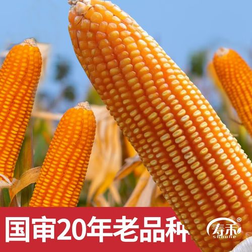 寿禾国审矮大棒玉米种子郑单958系列种籽批发大全春季国审玉四川矮杆