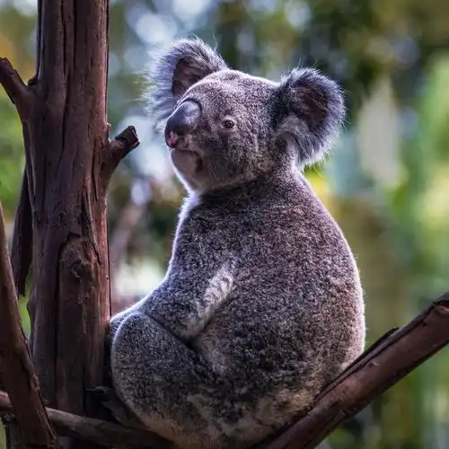 树袋熊 - 洋相王 - 图虫