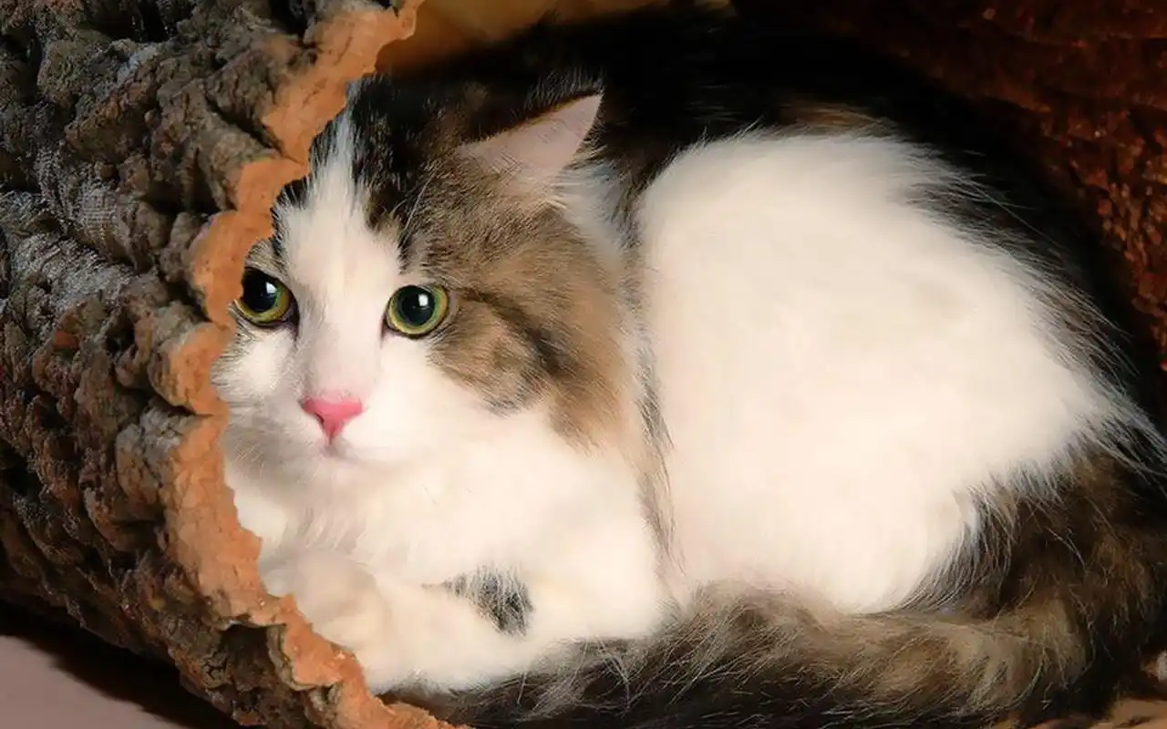 桌面壁纸 动物壁纸 > 正文  本文 软萌布偶猫宽屏壁纸_萌翻天的布偶猫