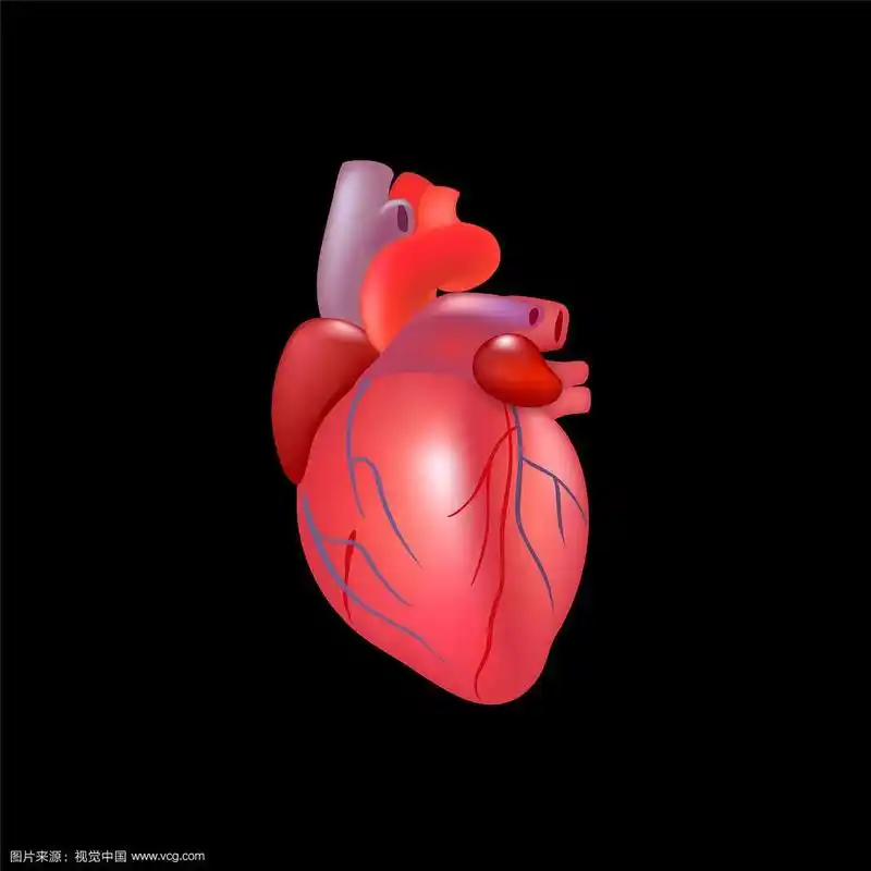 真实的人的心孤立在黑色的背景