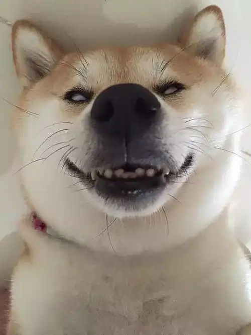 别了,柴犬!清明不扫墓,我只哀悼我的表情包永远地离开了我们.