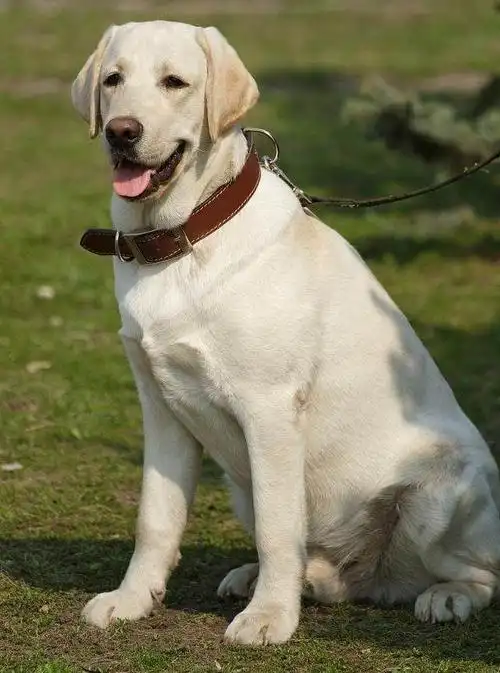 盘点五种不咬人的狗泰迪上榜第一种很凶但是从不咬