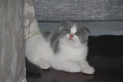 2个月的活泼折耳蓝白英短